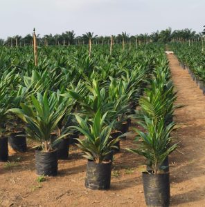 Bisnis Perbenihan Perkebunan 2026 Cerah