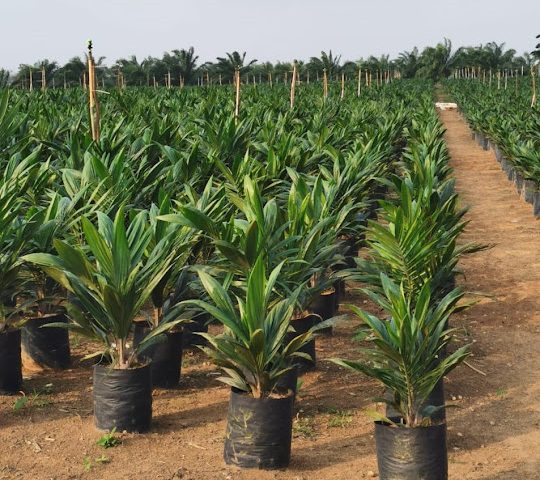 Bisnis Perbenihan Perkebunan 2026 Cerah