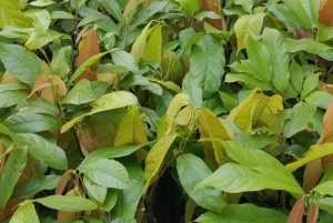 Layanan Konsultan Usaha Perbenihan Kakao dan Kelapa