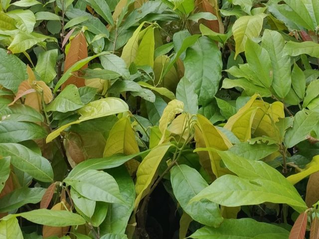 Layanan Konsultan Usaha Perbenihan Kakao dan Kelapa